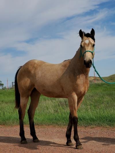 Whiskey Up Aspen JW <BR>AQHA 6034620